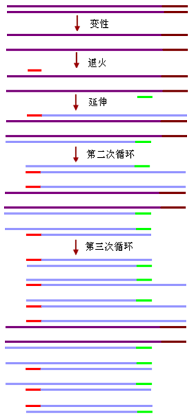 pcr反应基本原理