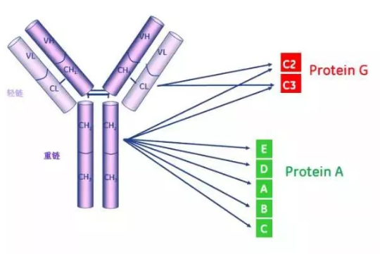 Protein A和Protein G可与IgG不同结构域结合